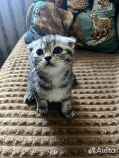 Шотландские котята