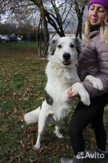 Невероятно красивый пес из приюта в поисках дома