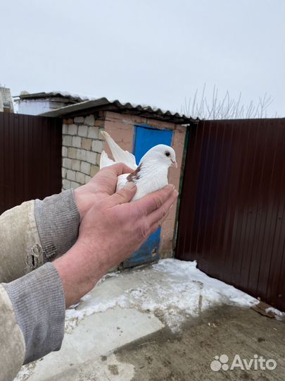 Продажа голубей пермских