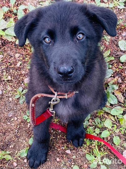 Щенок Миша в добрые руки