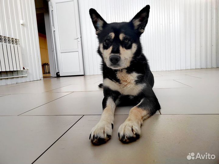 Собака в добрые руки