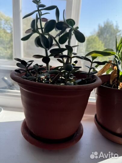 Цветок толстянка