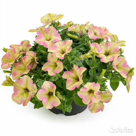 Вегетативная петуния, бакопа, немезия