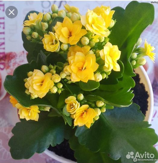 Декоративное коланхое