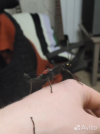 Перуанские палочники