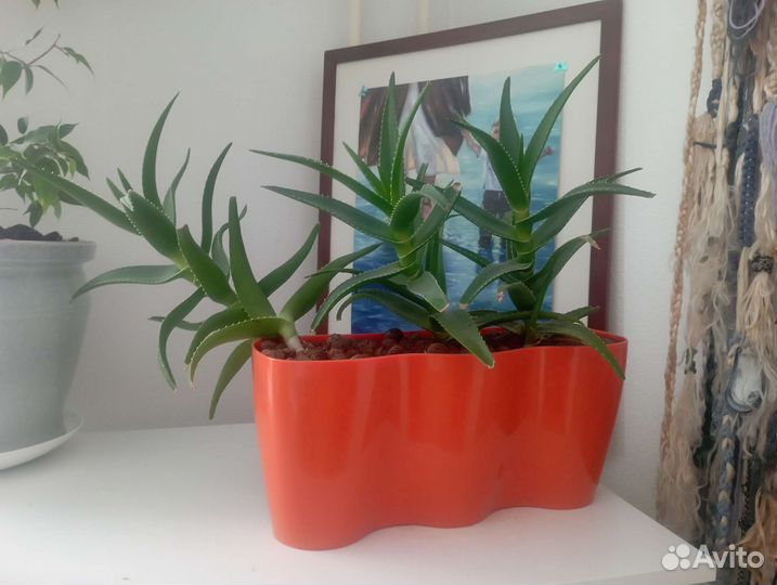 Алоэ лечебный