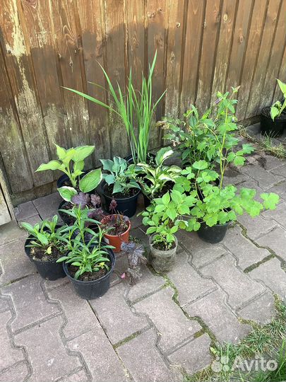 Флокс. Гейхера. Лилейник. Ромашка. Хоста