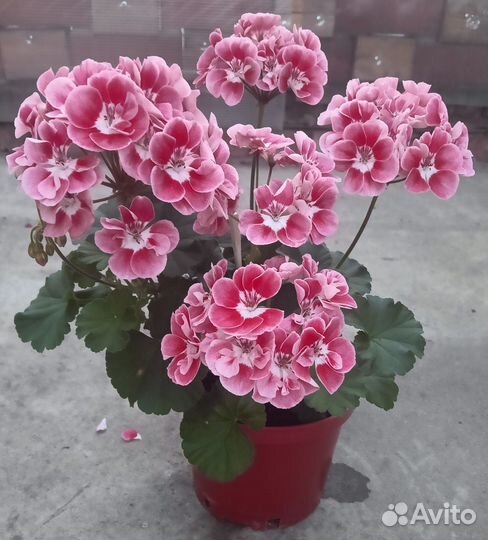 Пеларгония 3#4
