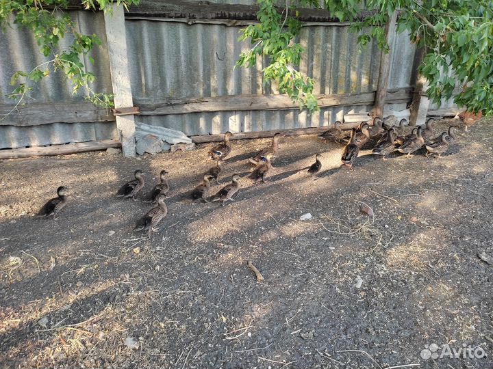 Подсадные утки