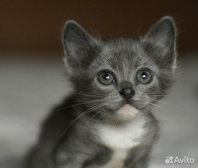 Выброшенные на помойку котята ищут семью