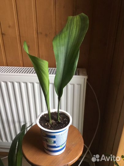 Аспидистра