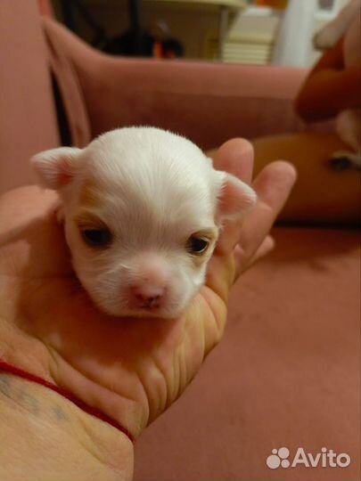 Щенки чихуахуа мини