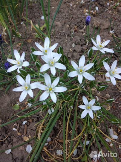 Барвинок, птицемлечник, мускари, шнит-лук