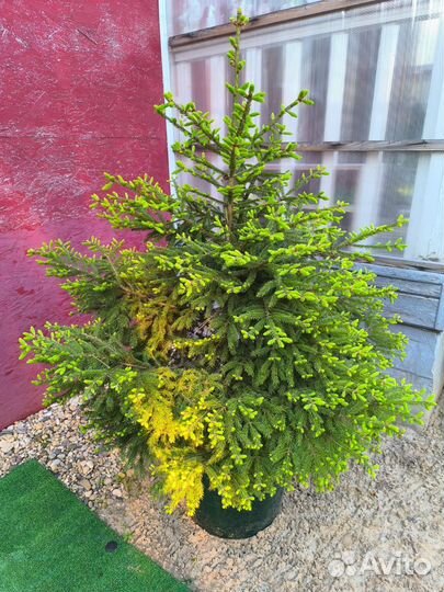 Продам елку