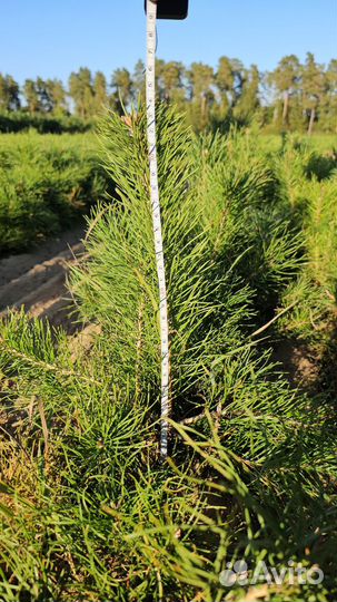 Сеянцы сосны обыкновенной окс