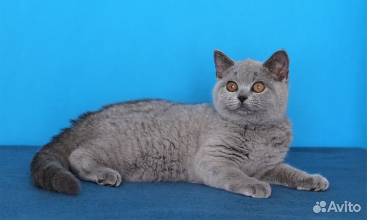 Британские котята классических окрасов