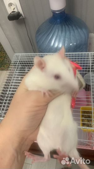 Крыса с клеткой