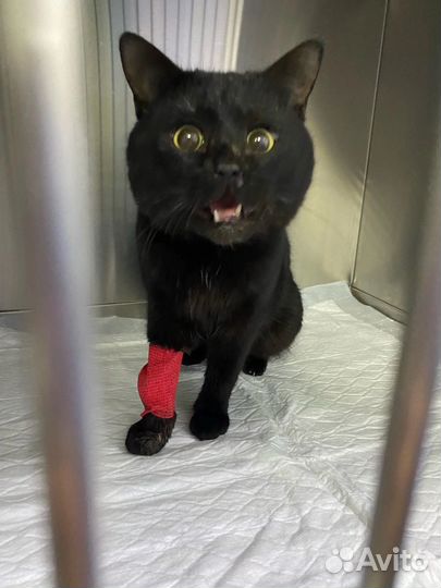 Поможем коту