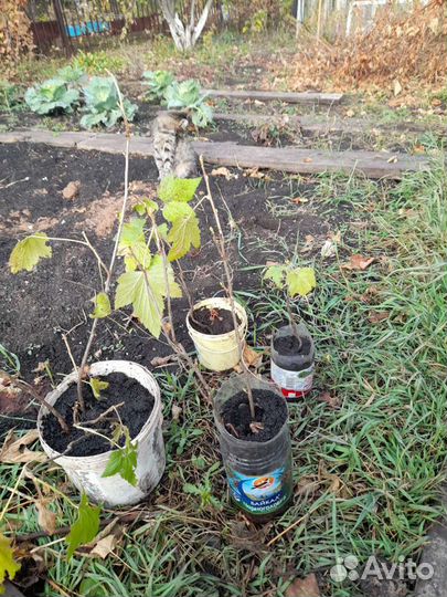 Саженцы черной смородины 2-хлетние и 1 летние