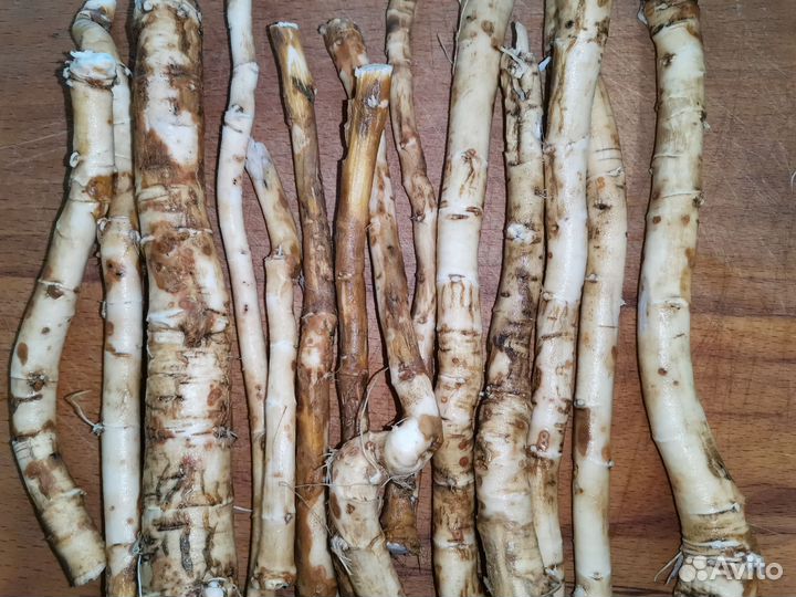 Корень хрена. Хрен ядрёный, домашний