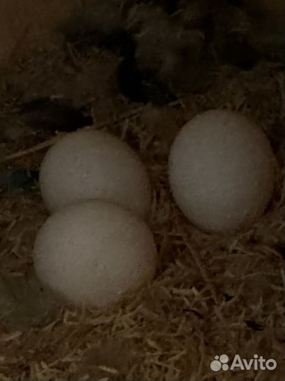 Попугаи Неразлучники, пара, с клеткой