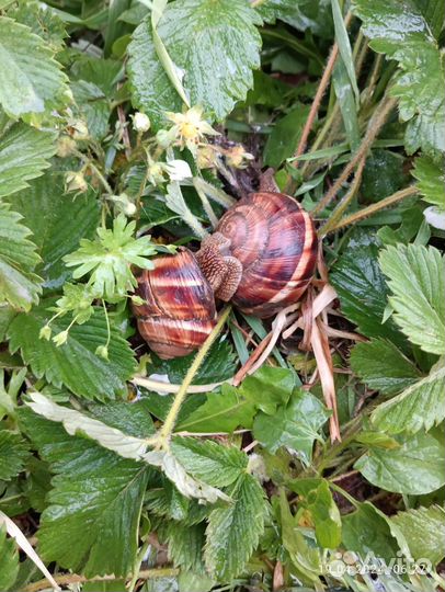 Улитки виноградные