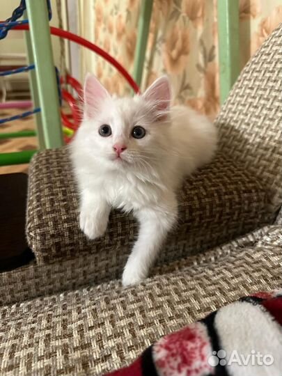 Котенок