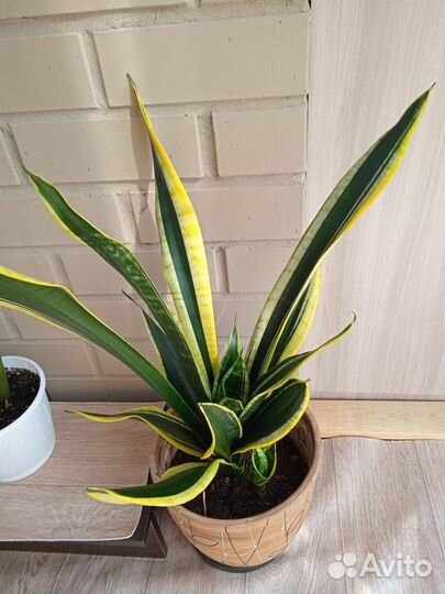 Сансевиерия, тещин язык, щучий хвост, 80см