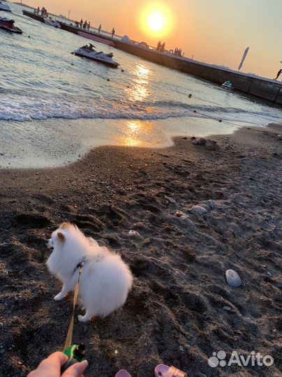 Померанский шпиц