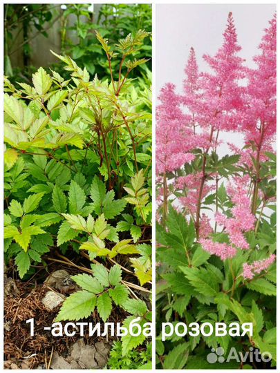 Цветы для сада