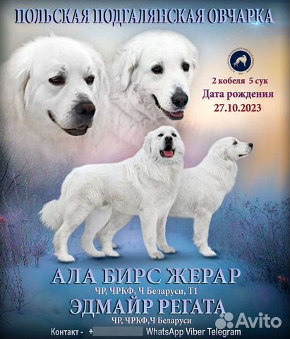 Польская подгалянская овчарка объявление продам