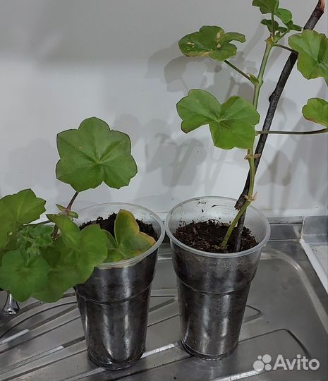 Герань пеларгония