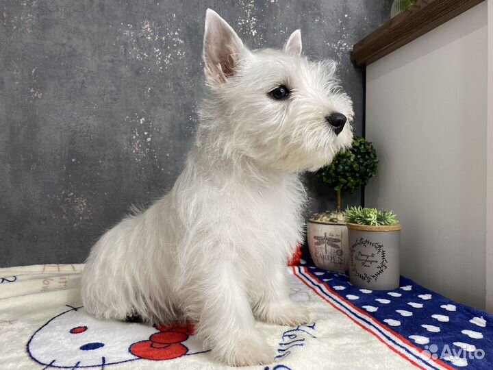 Щенки вест хайленд вайт терьер