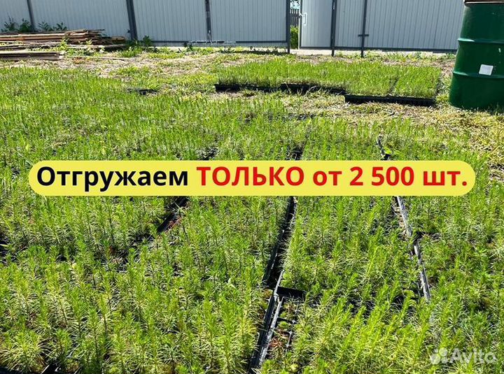 Сеянцы сосны зкс опт