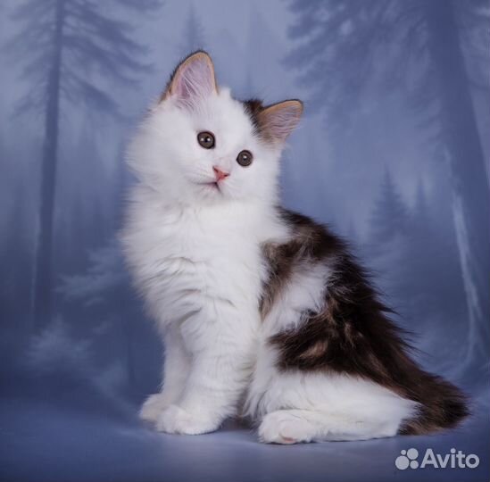 Котик курильский бобтейл