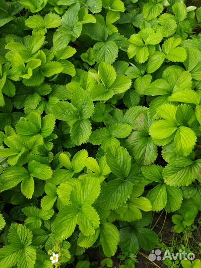 Клубника усы, отростки укоренëнные