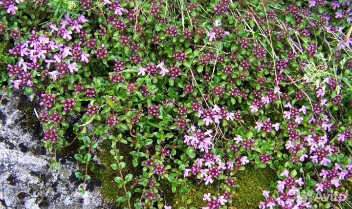 Чабрец ползучий или тимьян