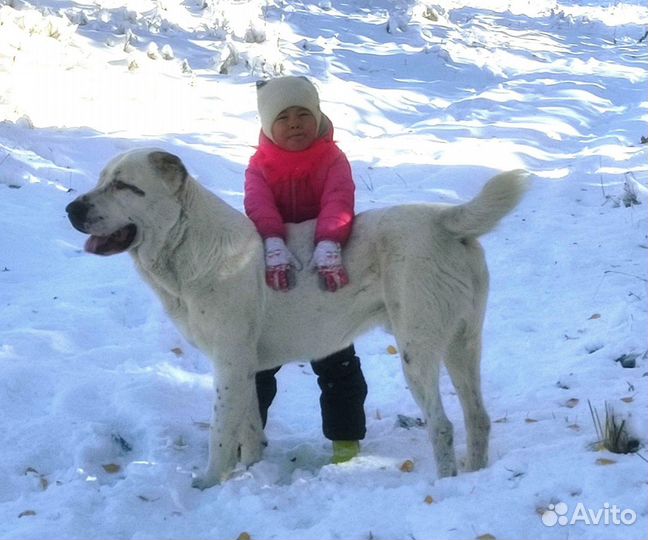 Собака в добрые руки алабай