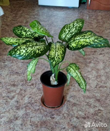 Рэо, кампанула, диффебахия