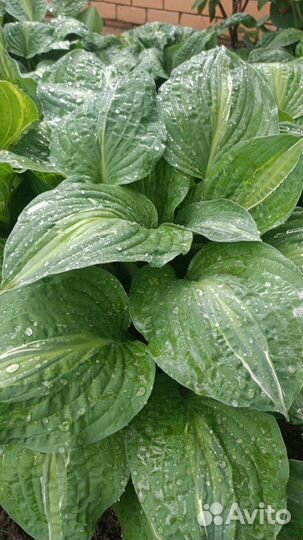 Растения для сада и дачи (Хоста)