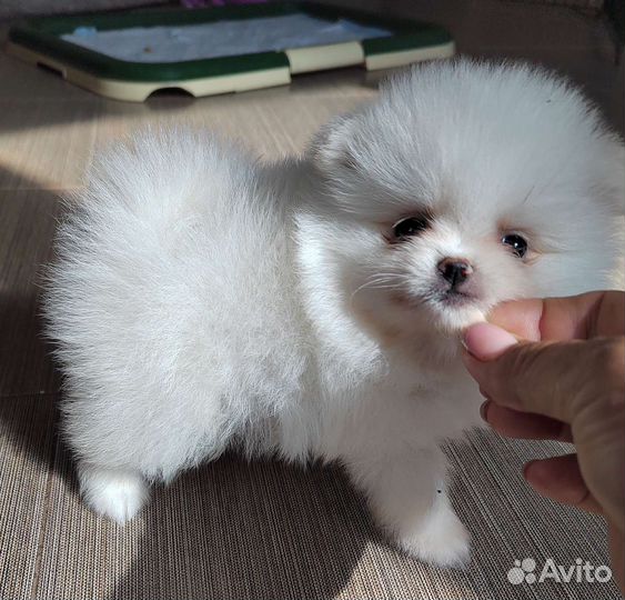 Мишки померанци