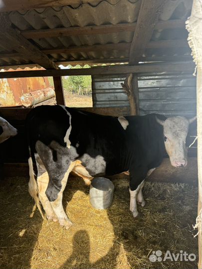 Быки на мясо