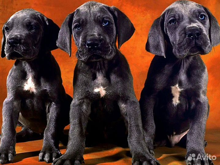 Кинолог с выездом / Зоопсихолог / Воспитание щенка