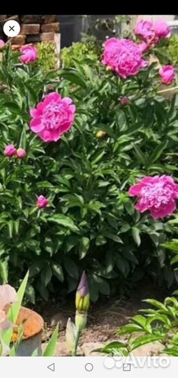 Пион розовый