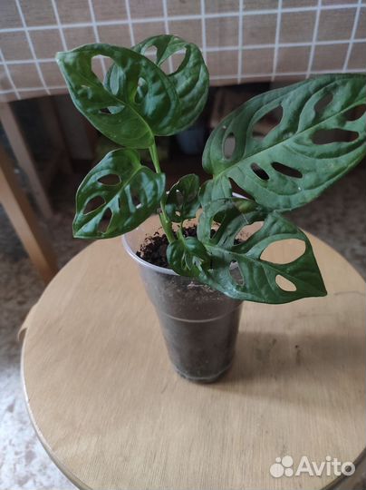 Монстера Манки,филодендрон,кротон