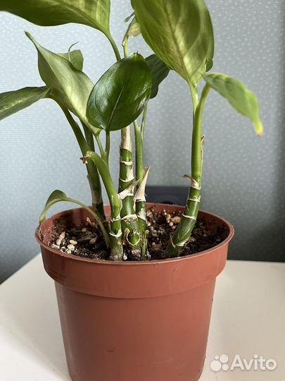 Диффенбахия камилла