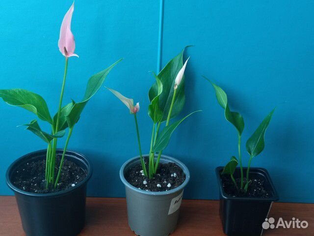 Антуриум белый, красный, розовый, Лилли