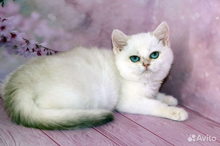 Серебристая британская шиншилла колор поинт