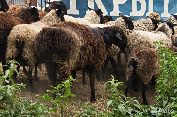 Продаются овцы