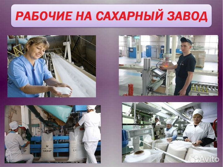Рабочие на cахарный завод/Вахта/Краснодарский край